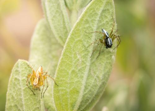 Oxyopes nigripalpis
